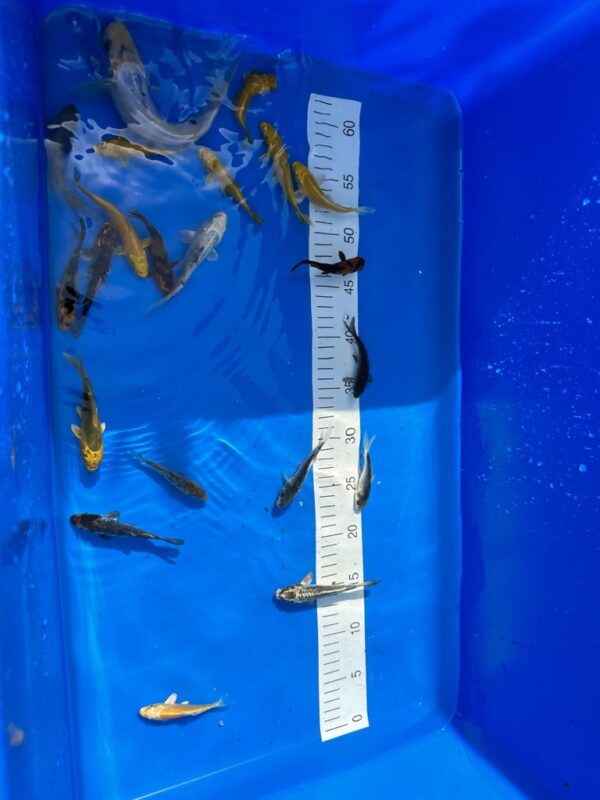 0CB49B8D-666F-49FB-A62D-EDE79D7E582F_1_105_c