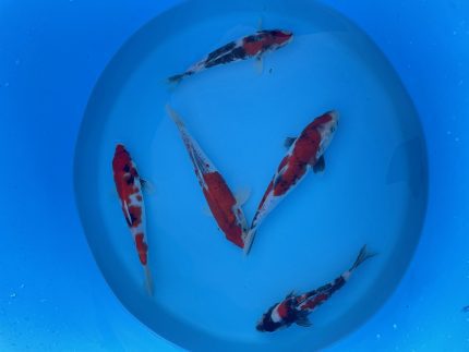 Koi- und Teichzubehör