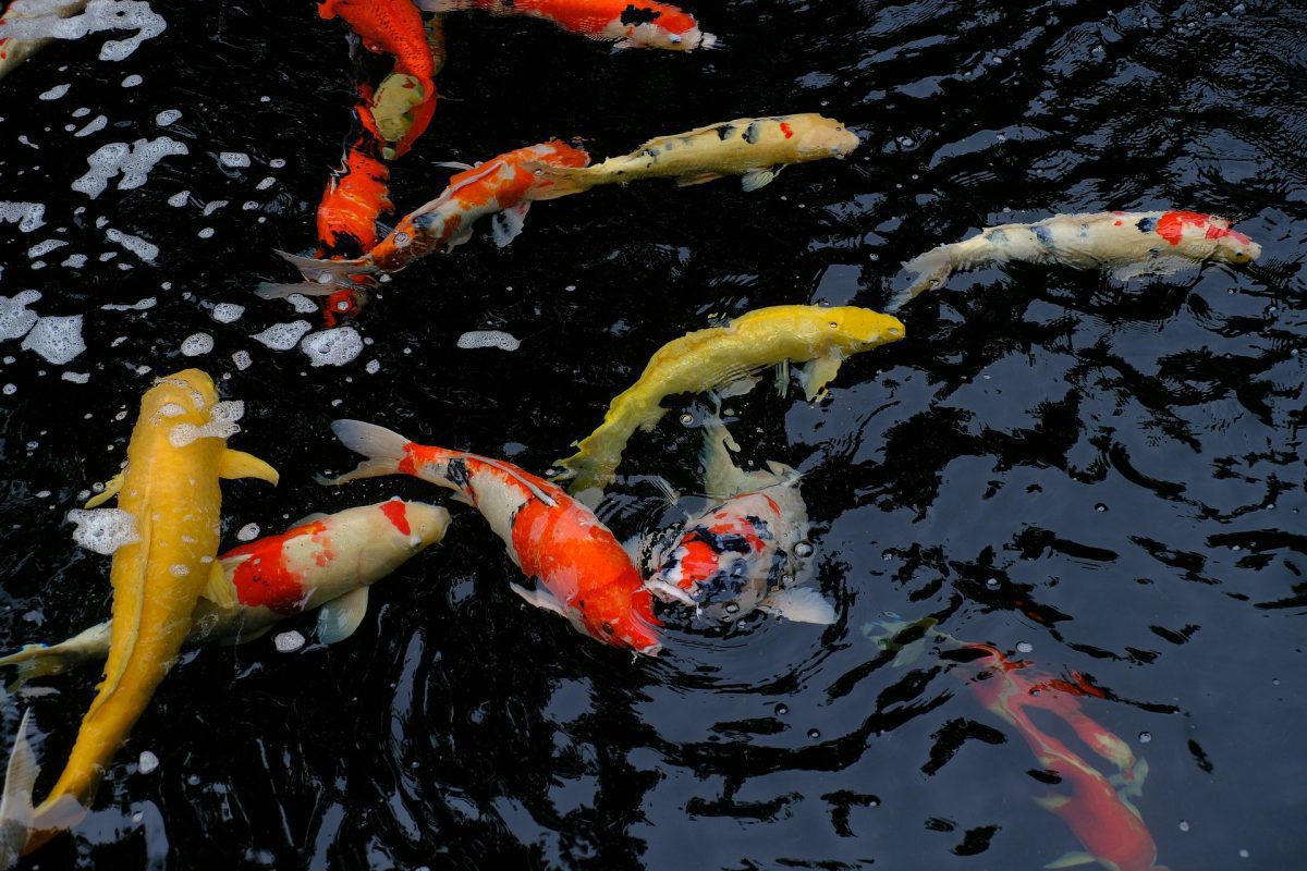 Koi-Futter Online Shop