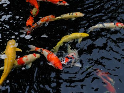 Koi-Futter Online Shop