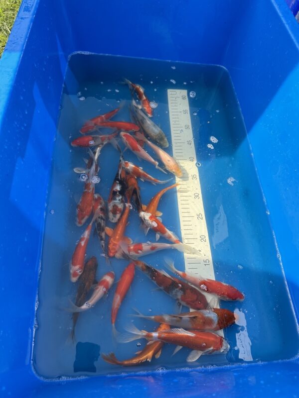 3AF07A23-9D97-4457-BC3C-44B83ECD0879_1_105_c