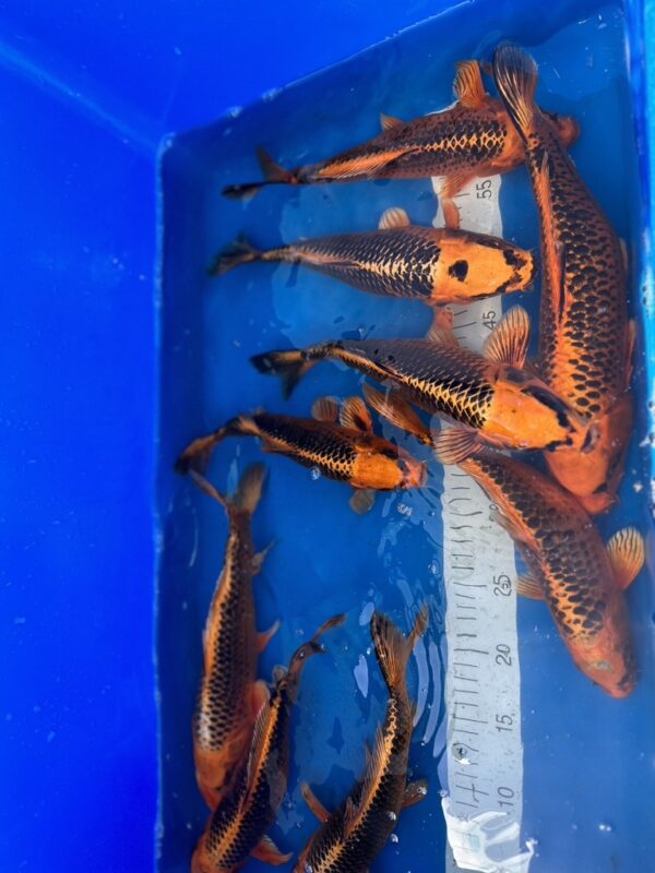 Matsuba-Invasion im KOI PARADISE