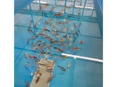 Butterfly Koi kaufen