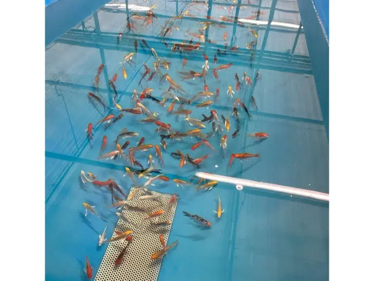 Butterfly Koi kaufen