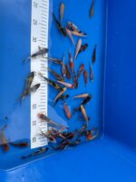 Koi Karpfen in unserer Anlage