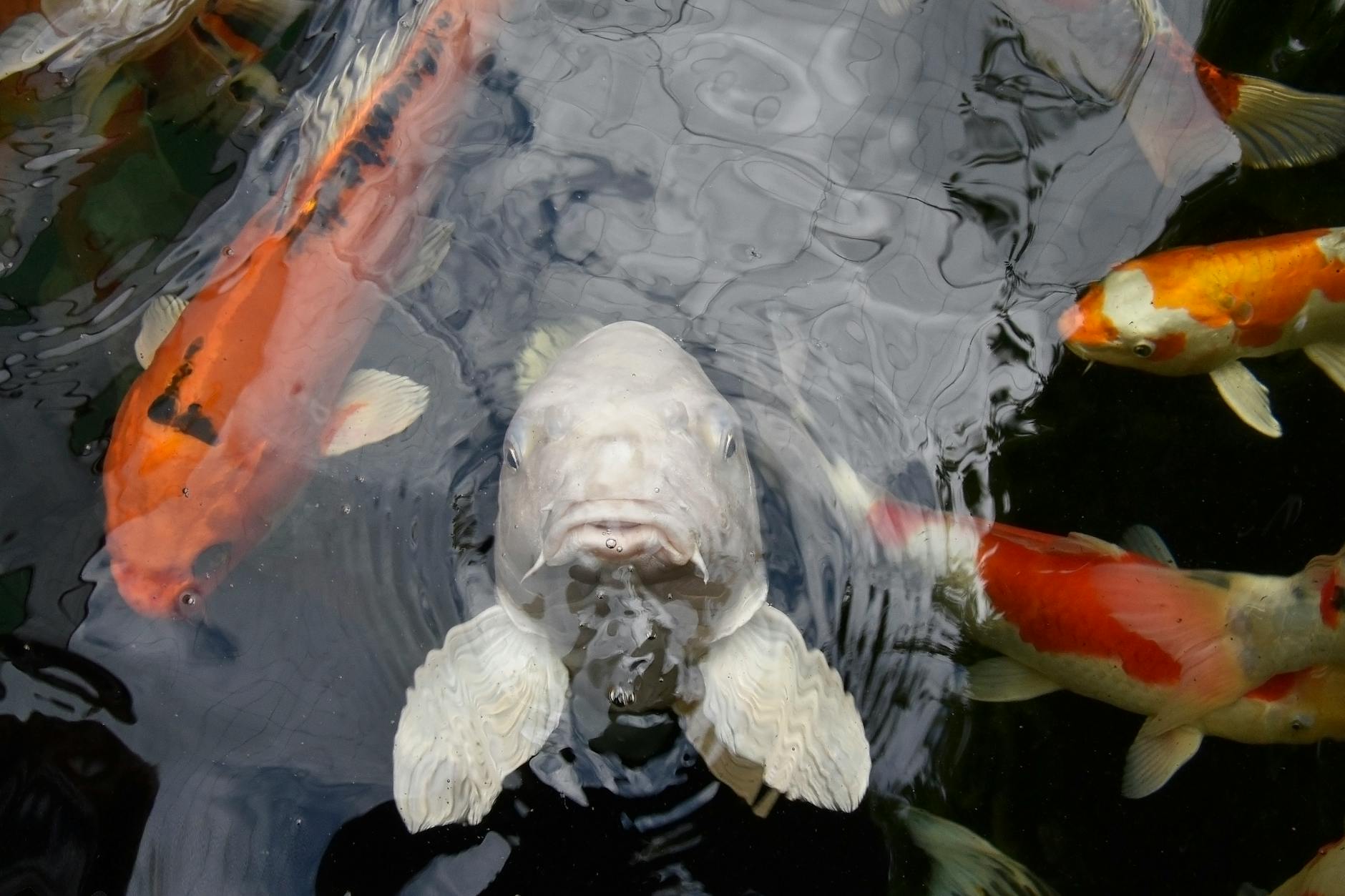 close up photo of a japanese koi fishes swimming on a pond