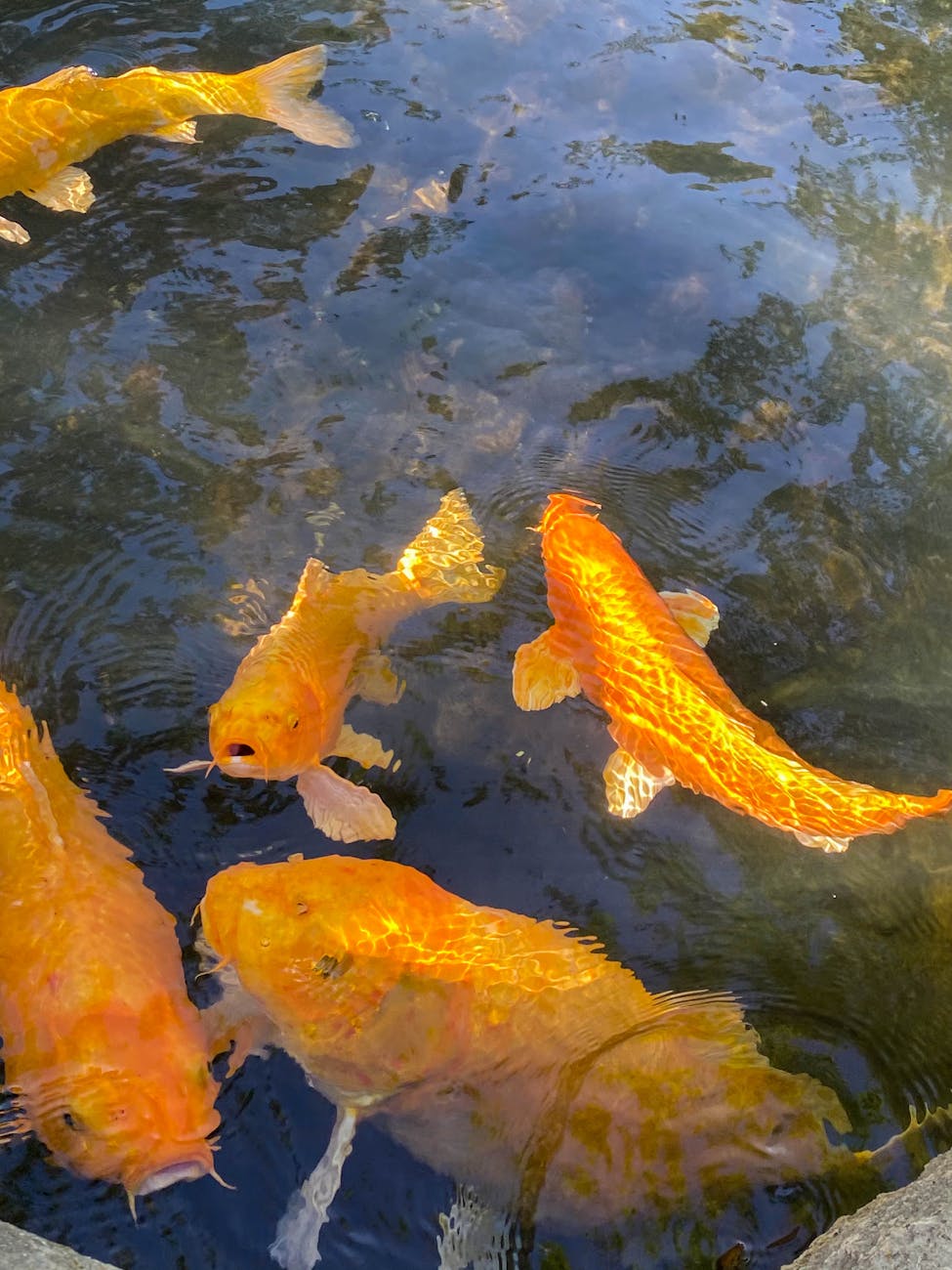 nishikigoi fishes swimming underwater